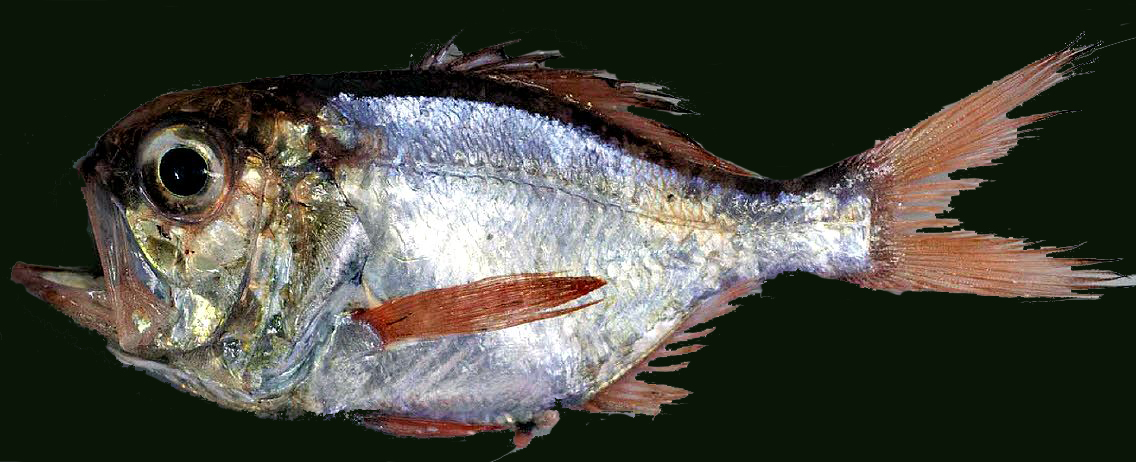 Hoplostethus mediterraneus mediterraneus_09.jpg